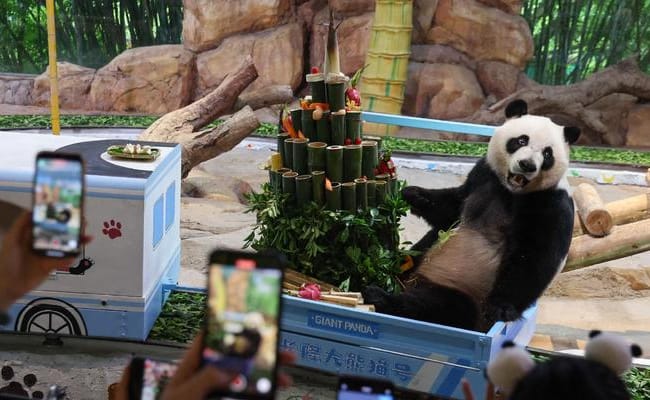 ​三胞胎大熊猫迎来九岁生日了吗