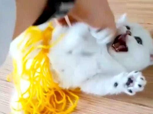 小奶猫玩毛线球,结果把自己绑了个严严实实,网友 小猫织毛衣
