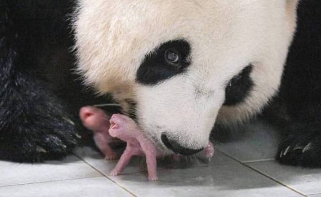 福宝两个妹妹开始上色了 大熊猫毛色会有哪些变化
