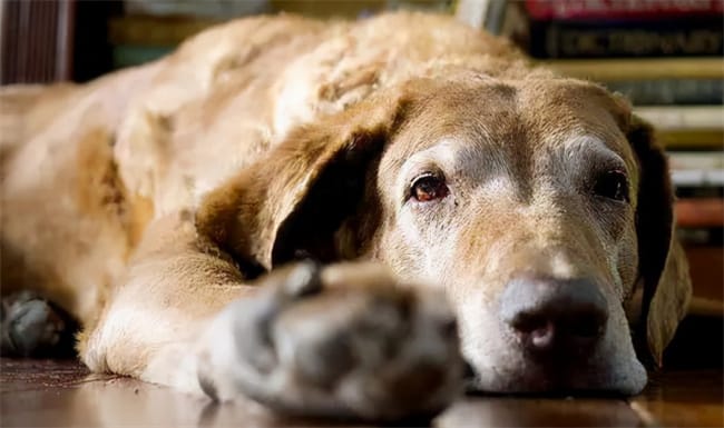 狗狗痫病发作的急救措施 狗狗临死前有哪些征兆