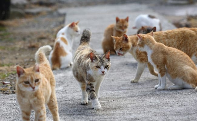 ​猫冠状病毒蔓延“猫岛”致死率近90% 要如何预防猫冠状病毒的传染