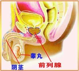 为什么前列腺会痛前列腺痛的症状如何预防前列腺 