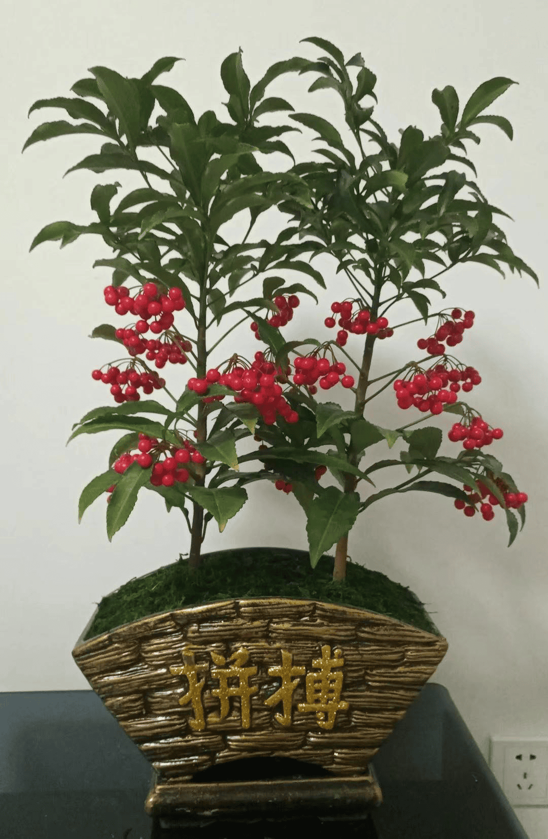 红果子的植物花卉图片（过年流行的3种红果观赏植物）