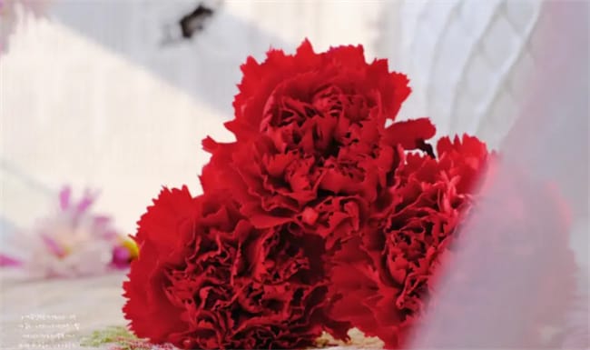 ​红色康乃馨花语 红色康乃馨花语和寓意