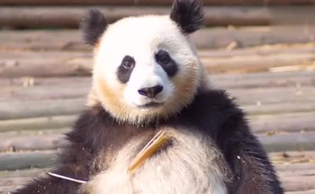 ​和熊猫对上眼了是什么体验 保护大熊猫有哪些重要性