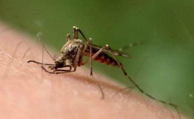 美国培育出对疟原虫免疫的转基因蚊子 有哪些意义