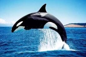 世界上最恐怖的鲸鱼是什么鲸（虎鲸长什么样图片）