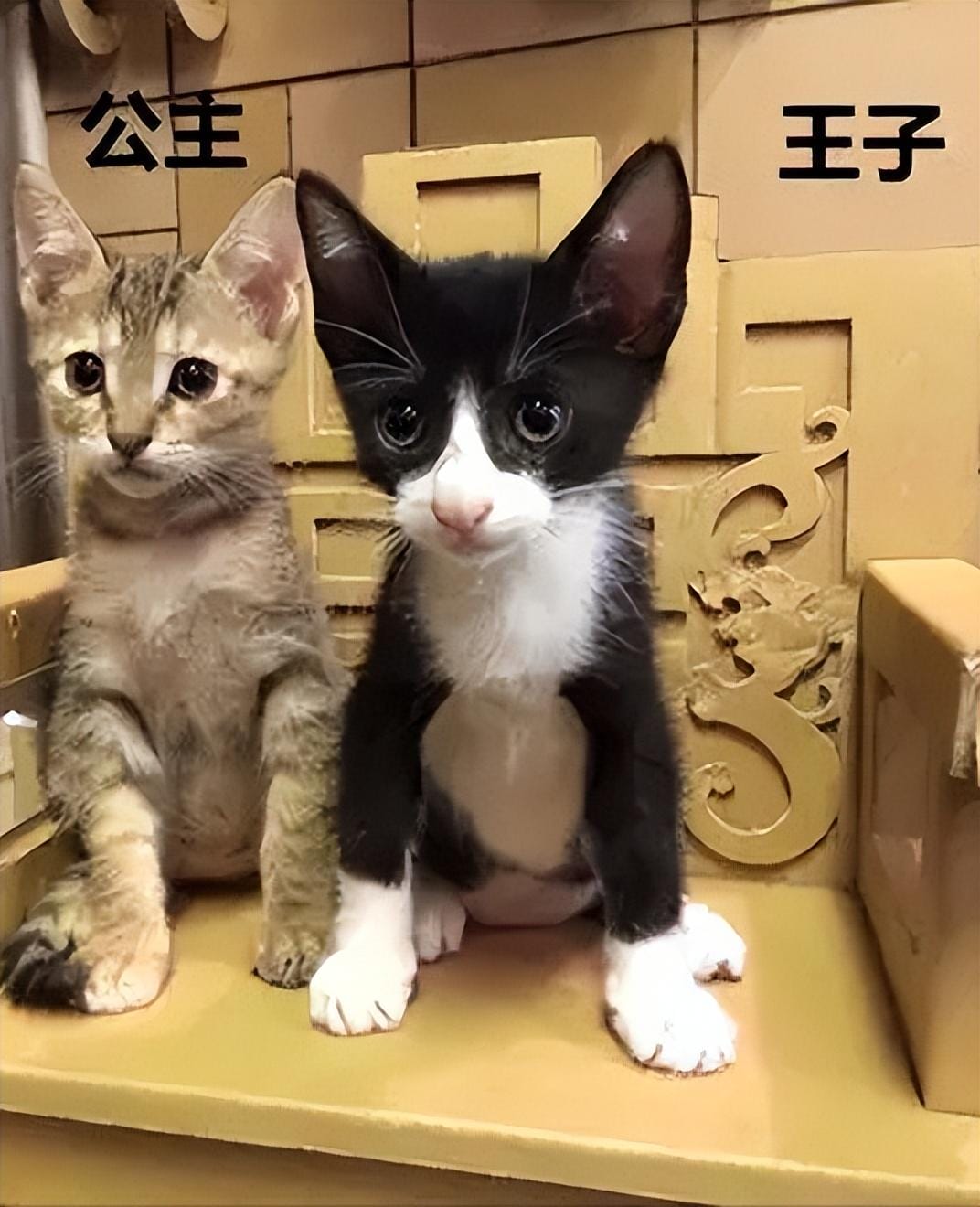 公猫和母猫区分图 对比（公猫和母猫有什么区别？）