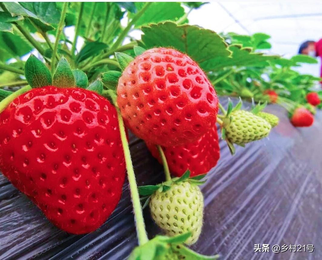 种草莓的技巧和正确方式（分享在家种植草莓的方法）
