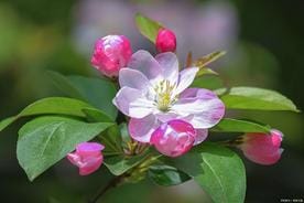 盆栽海棠花的养殖方法和注意事项详解