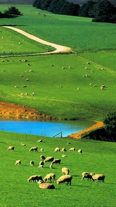 骑在羊背上的国家是哪个国家（澳大利亚的养羊业历史）