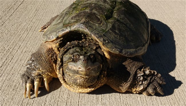 鳄龟是不是深水龟 鳄龟是国家保护动物吗