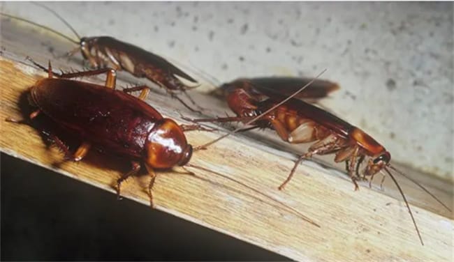 蟑螂对什么敏感 蟑螂有什么克星