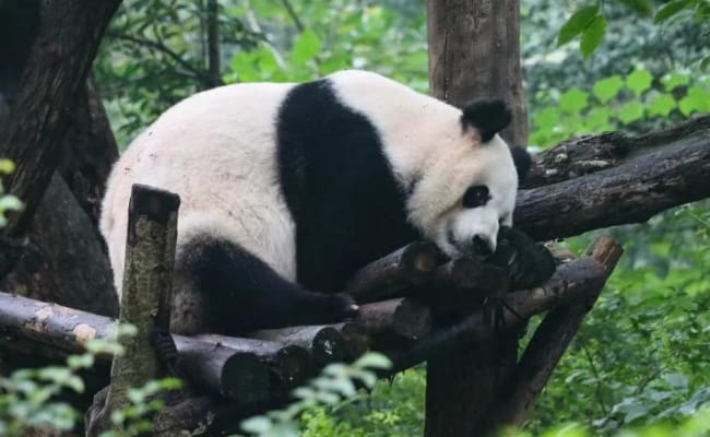 ​为何2游客被终生禁入成都大熊猫基地