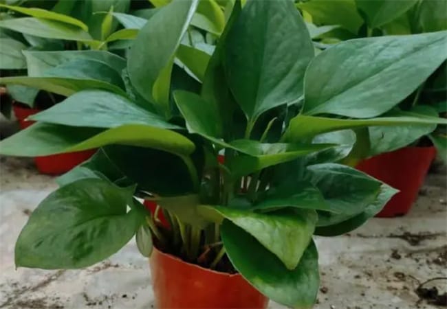 知识分享：室内养生绿植“有讲究” 不同空间需要摆放不同的花草