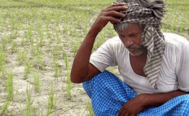 ​遭遇极端天气 “靠天吃饭”的印度农业应如何应对