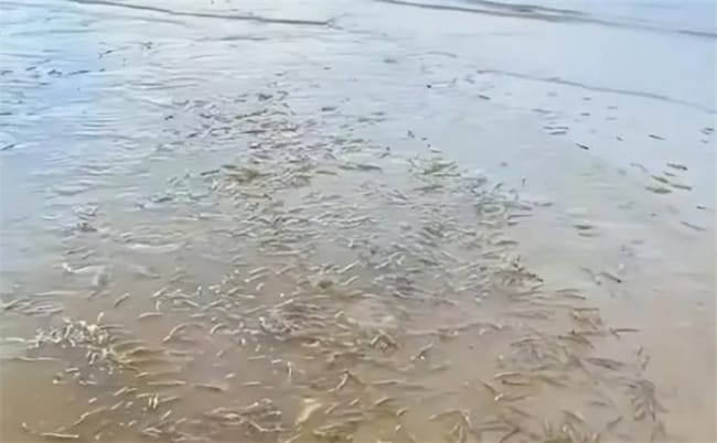 广东一海滩为何突然涌现大量海虾