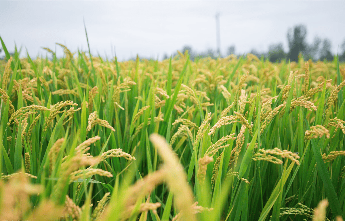 水稻亩产量一般能达到多少（水稻亩产量标准）