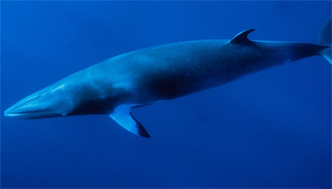 须鲸的样子是什么的 须鲸是什么