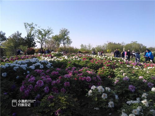 西安四月赏花,门票10元的新植物园PK免费的兴庆公园,你怎么选