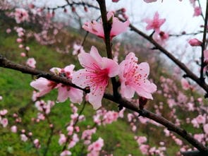 春回大地喜满人间