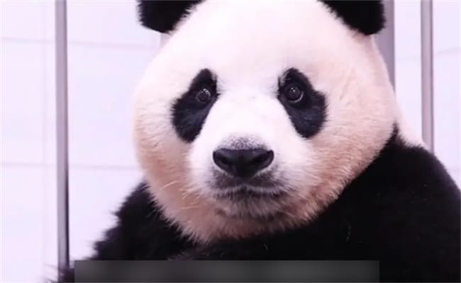 刚出月子的爱宝胖出双下巴 是大熊猫的特征吗