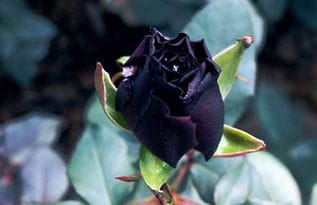 黑玫瑰花语是什么 