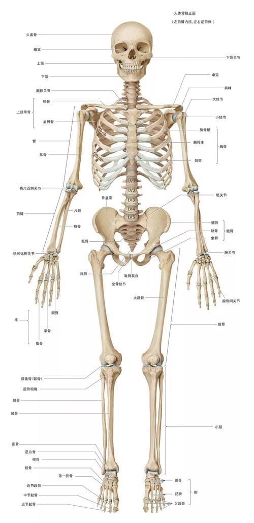 超高清人体骨骼全图