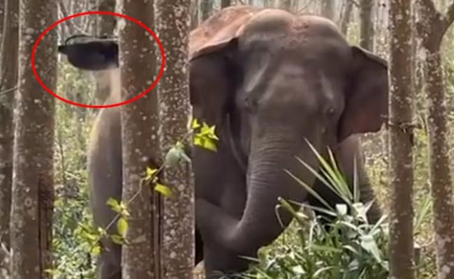 ​亚洲象一鼻子甩出毒品2.8公斤 有哪些启示