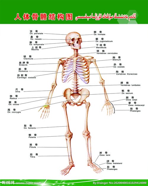 人体骨骼结构图图片 