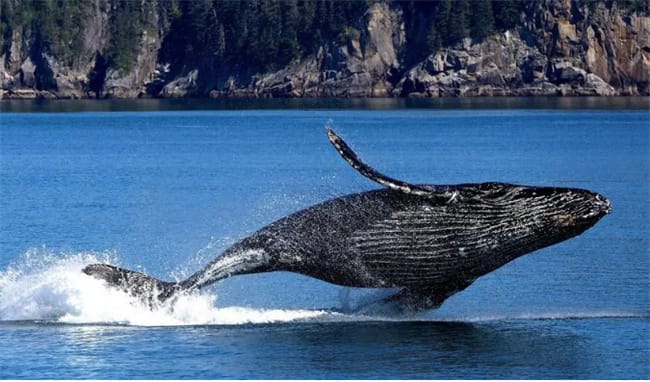 ​鲸鱼是哺乳动物吗 鲸鱼为什么属于哺乳动物