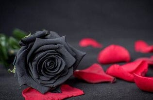 黑玫瑰价格多少钱一朵(黑玫瑰真正的花语)