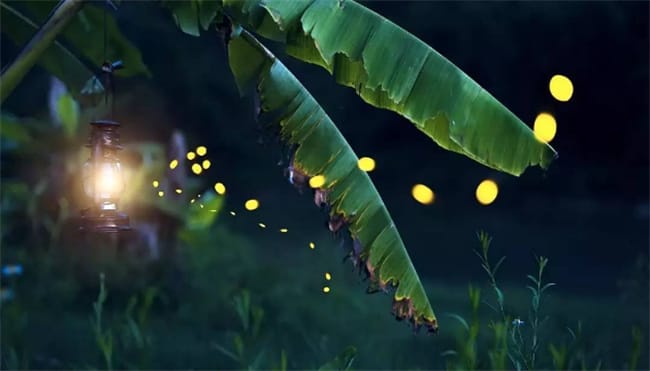 萤火虫是怎么发光的 萤火虫代表什么