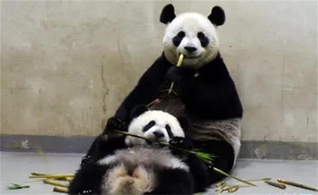 为什么大熊猫母女吃笋像大小号复制粘贴