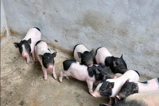 宁波小香猪卖多少钱一头(2021年小香猪市场价多少钱一斤)