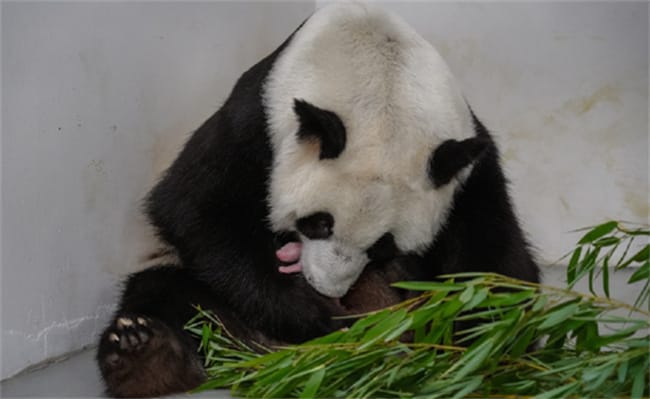 俄罗斯历史上首只大熊猫幼崽降生了吗
