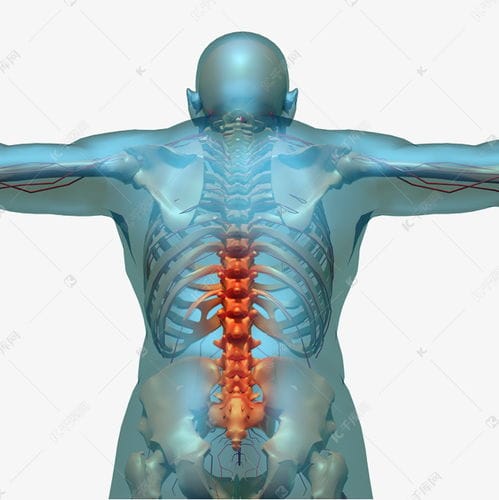 腰椎脊椎人体骨骼素材图片免费下载 千库网 