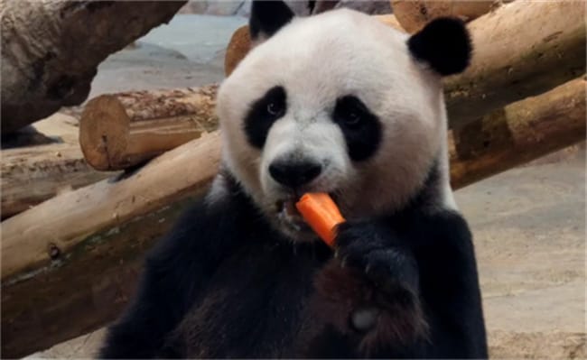 熊猫坐绿叶树上啃胡萝卜 熊猫可以吃胡萝卜吗