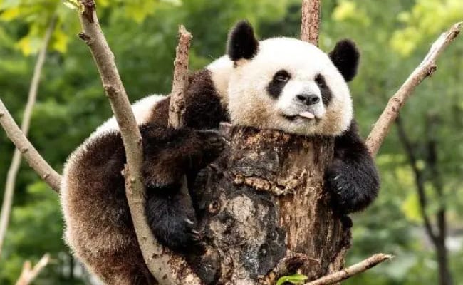 ​大熊猫被奶爸揪耳朵气得翻白眼 有哪些启示呢
