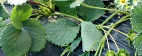 草莓秧子怎么种植（草莓苗种植方法全过程介绍）
