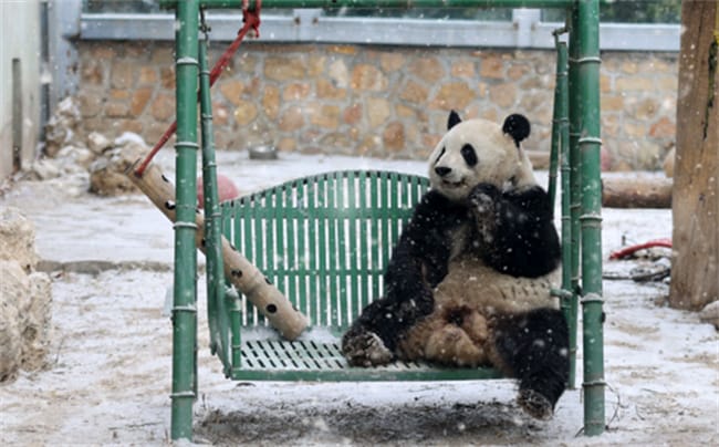 大熊猫萌兰小时候就帮熊越狱吗