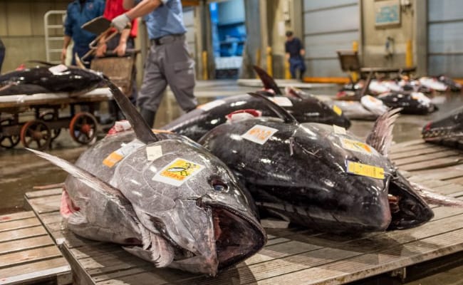 日本金枪鱼价一夜暴跌24% 日本应如何解决这一问题呢