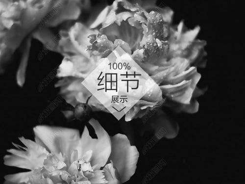 欧式黑白唯美玫瑰花卉风景装饰无框画图片下载 