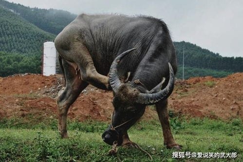 水牛力气大干活好,黄牛肉质嫩价格高,为什么水牛和黄牛不能杂交