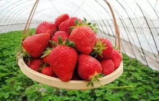 去处 到宝山采摘草莓有这么多果园 