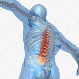 腰椎脊椎人体骨骼素材图片免费下载 千库网 