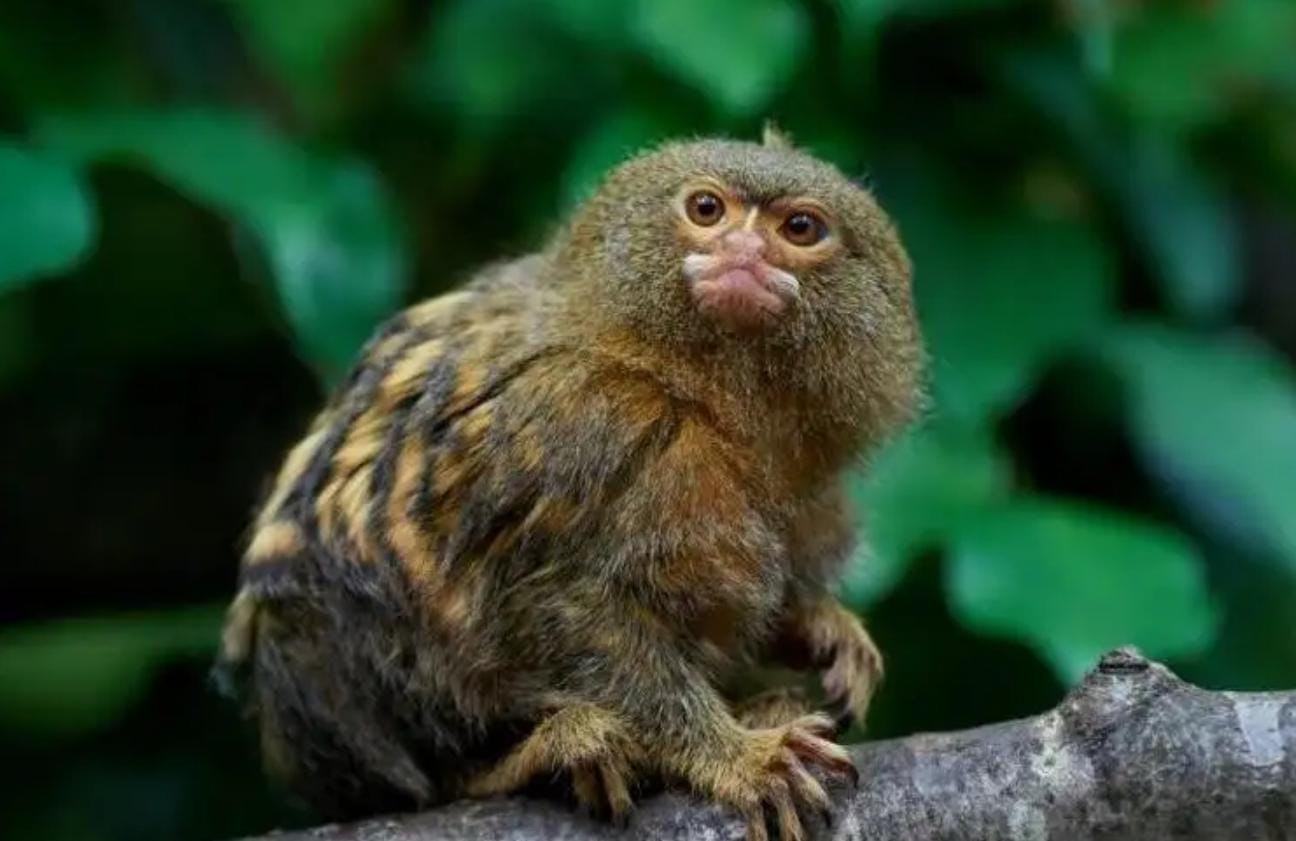 世界上最小的猴子(世界上最小的猴子叫什么)