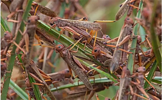 蝗虫和蚂蚱的区别 蝗虫和蚂蚱是一种东西吗
