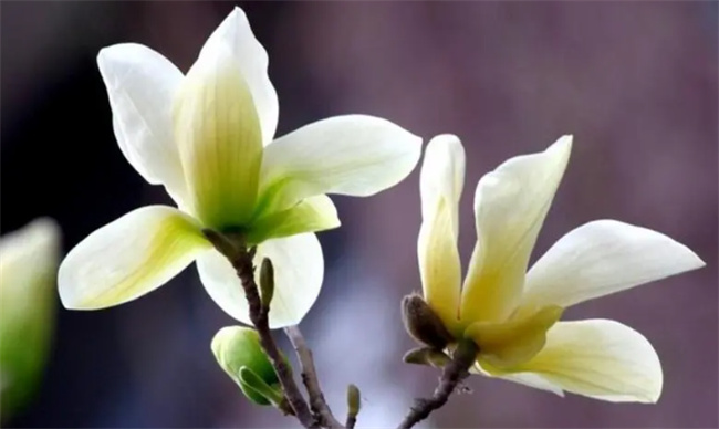 ​玉兰花语是什么 玉兰花有什么象征意义
