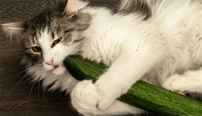 ​猫怕黄瓜是真的吗 猫怕黄瓜是怎么回事